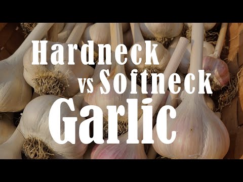 Video: Hardneck Vs Softneck Garlic: Unterscheiden von Softneck und Hardneck Garlic