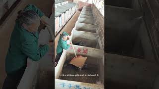 Using a Foam Board to Catch Porcupine Quills! #animals #farmhacks #wildlife
