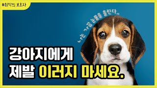 강아지가 끔찍하게 싫어하는 보호자의 흔한 행동 8가지ㅣ제발 이러지 마세요