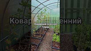 #туман #осень #заморозки #огород #теплица #советы #garden #autumn #fog #frost #glasshouse #lifehack