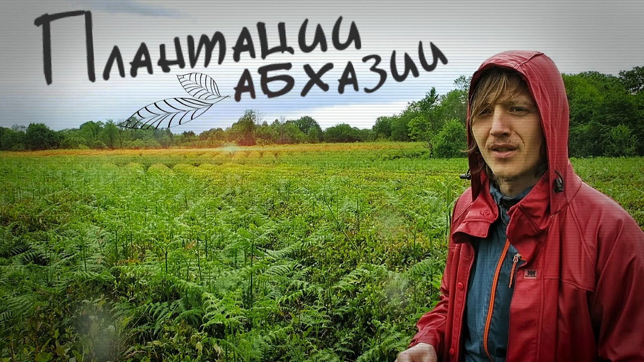 Бмв в абхазии Бмв в абхазии