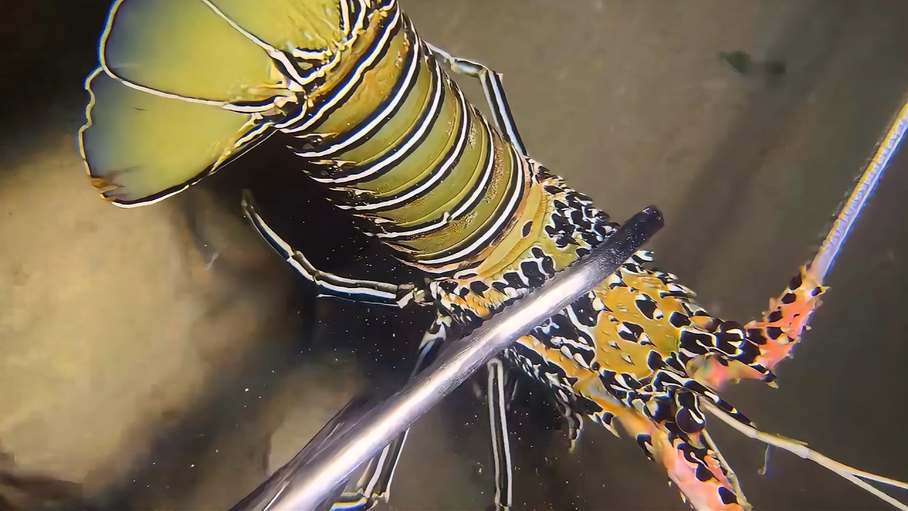 Diving Seafood Adventure - All Today's Surprises！026 #diving #fishing #lobster #crab