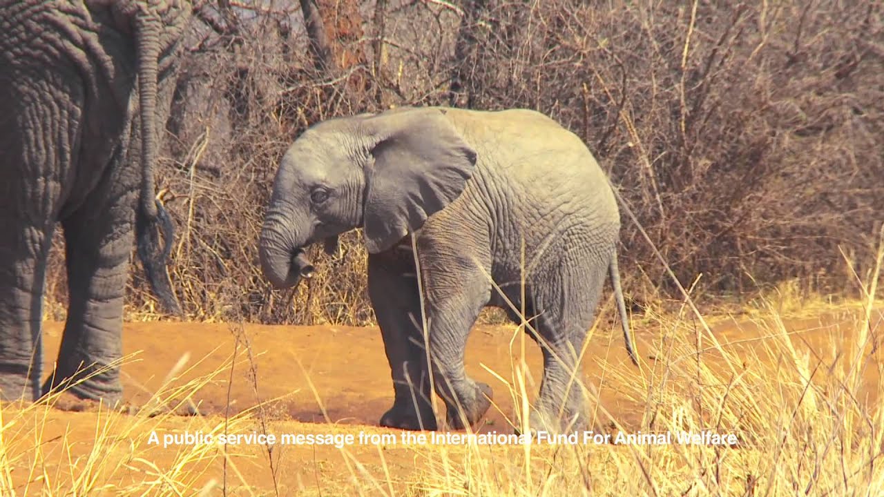 PROTECT Elephants IFAW PSA 2014 (30 sec) YouTube