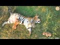 Счастливая тигриная жизнь - Фрося с малышами. Тигры. Тайган. Happy Tiger cubs Life. Tigers. Taigan.
