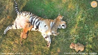 Счастливая тигриная жизнь - Фрося с малышами. Тигры. Тайган. Happy Tiger cubs Life. Tigers. Taigan.