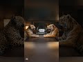 Felinos Navideños en un Podcast y tu que cenaras #humor #felinos #divertido #random