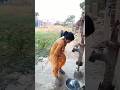 jal dharai xi #bhojpuri #home #sad #shorts #shortvideo