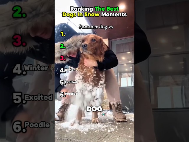 Ranking The Best Dogs in Snow Moments ❄️🐶 #usa Video Thumbnail