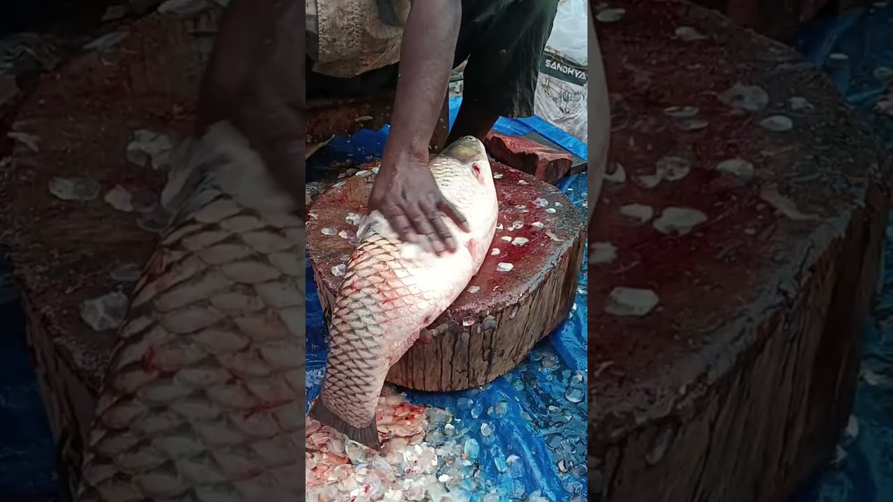 🔴 Fresh Fish Cutting LIVE | Big Fish Clean & Cut | Daily Fish Market Style Show