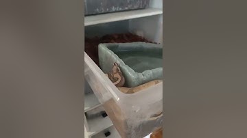 warning feeding video (live feeding) Part 2