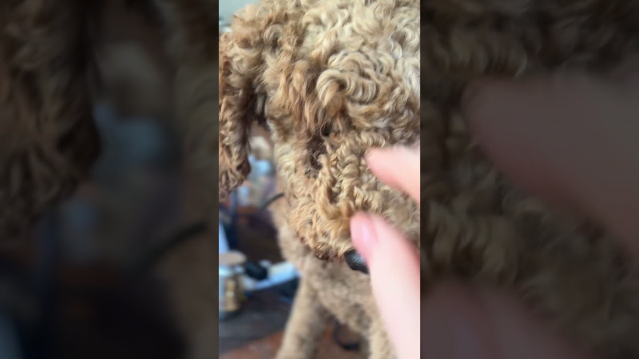 Telling my poodle he needs a haircut! 