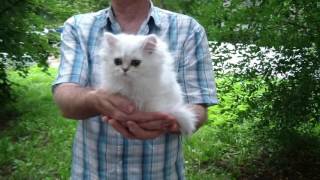 Есения Мирида Дель Мар - персидская шиншилла Есения Мирида Дель Мар - персидская шиншилла