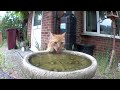 Cat drinking water