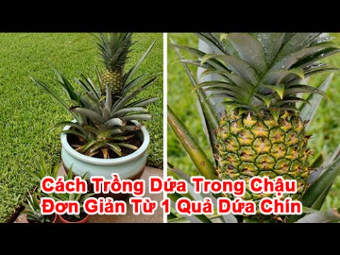 Video: Ăn Gì Cho Con, đi Chơi 