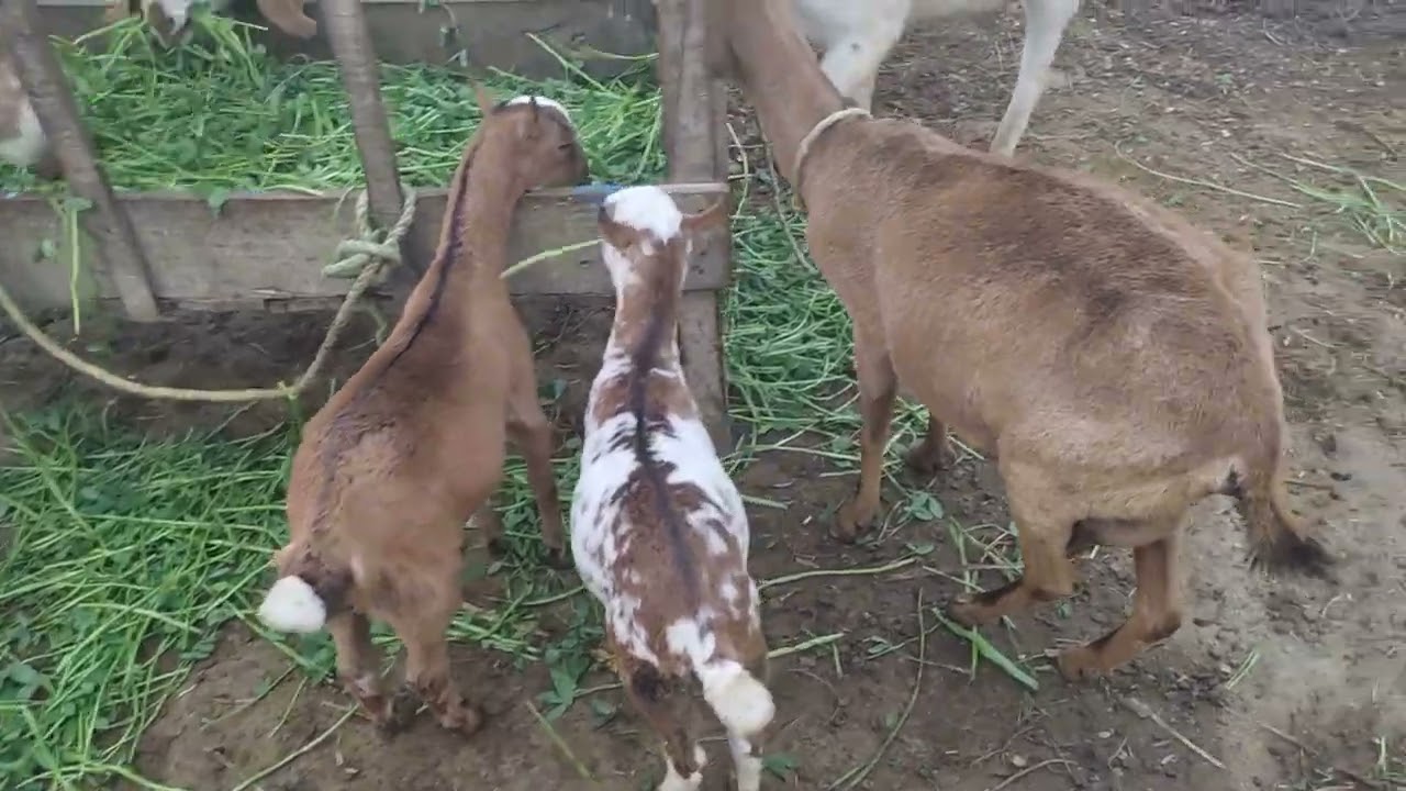 A Sacred Profession (Profession of Prophets #goatfarming #petlover #barbarigoats #teddygoats #nature
