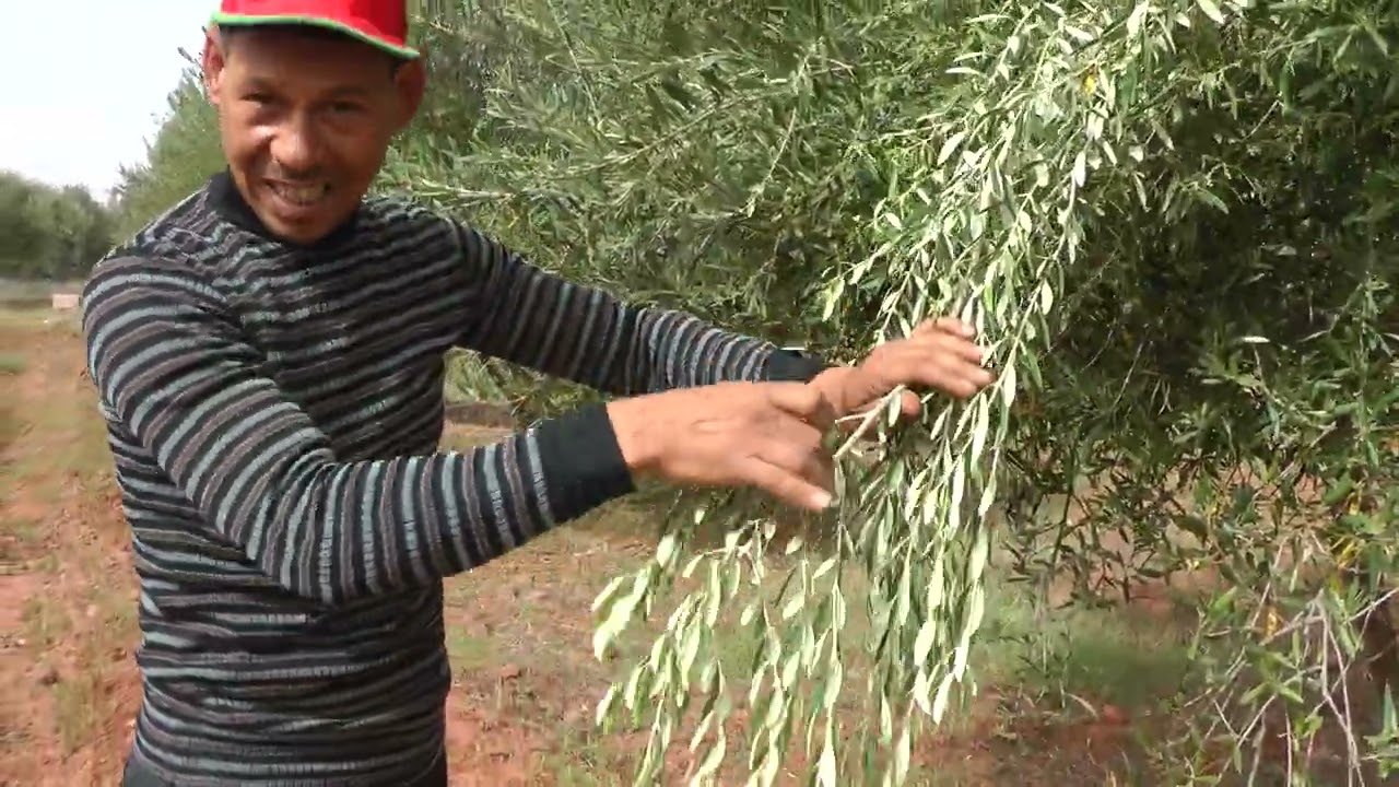 الحلقة الثانية : ما هي الأسباب المساهمة في دخول أشجار الزيتون وضعية المعاومة