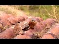 Aves Esteparias de Andalucía