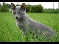 Animal Planet  : Cats 101 ~ Russian Blue の動画、YouTube動画。