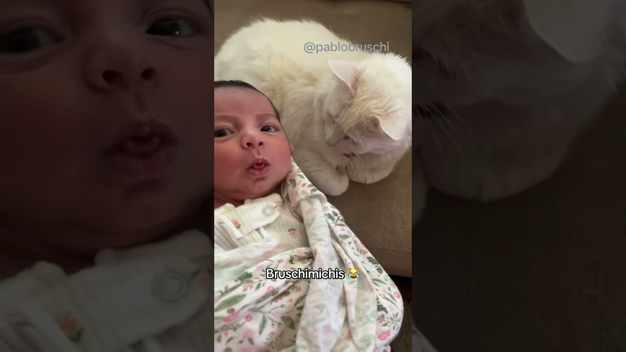 BRUSCHIMICHIS 389 😹