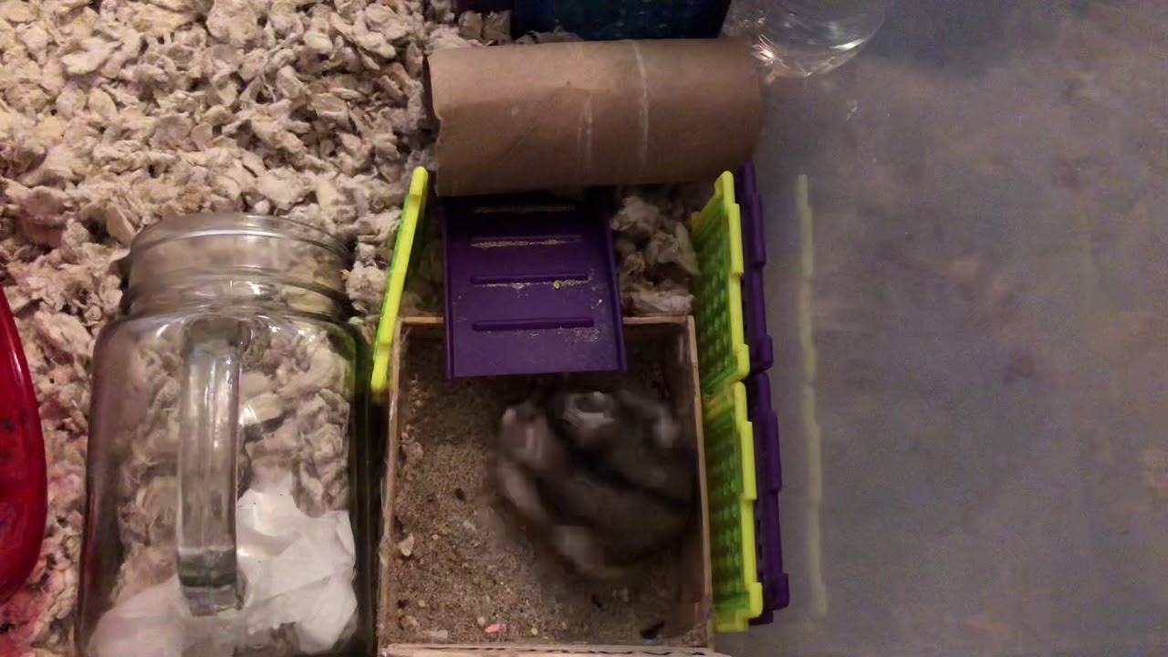 rat showering YouTube