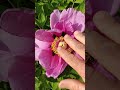 A very beautiful and large flower. Peony.