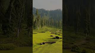 Aaja Tujhko Pukare Mere Geet Status  Old   Lata Mangeshkar hindisong