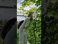 Tricks for wrapping bitter melon -Agriculture farming #shorts
