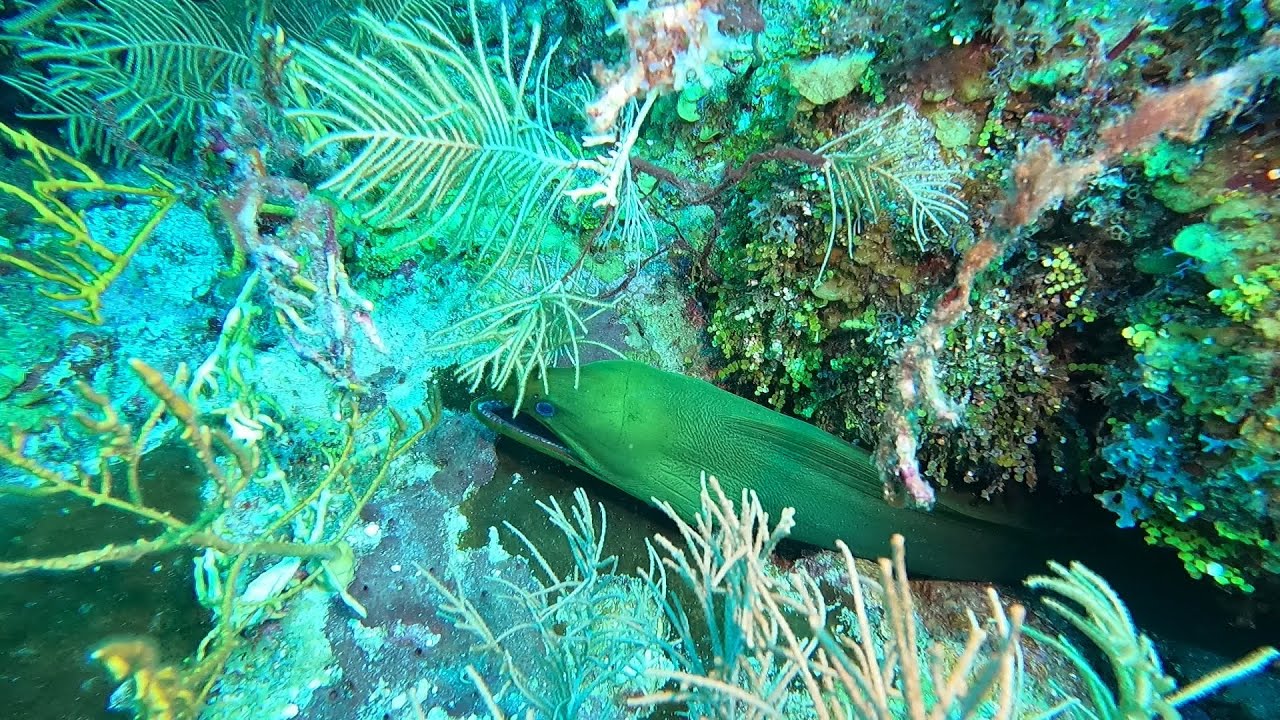 20241029 Roatan Dives w/ Infinity Divers (DM - Lindy) - GoPro Highlight ...