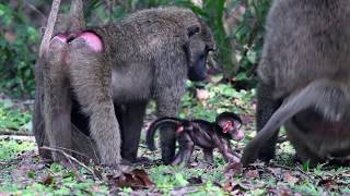 Baby baboon learning to walk
