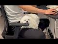 肘置きに顎置き犬