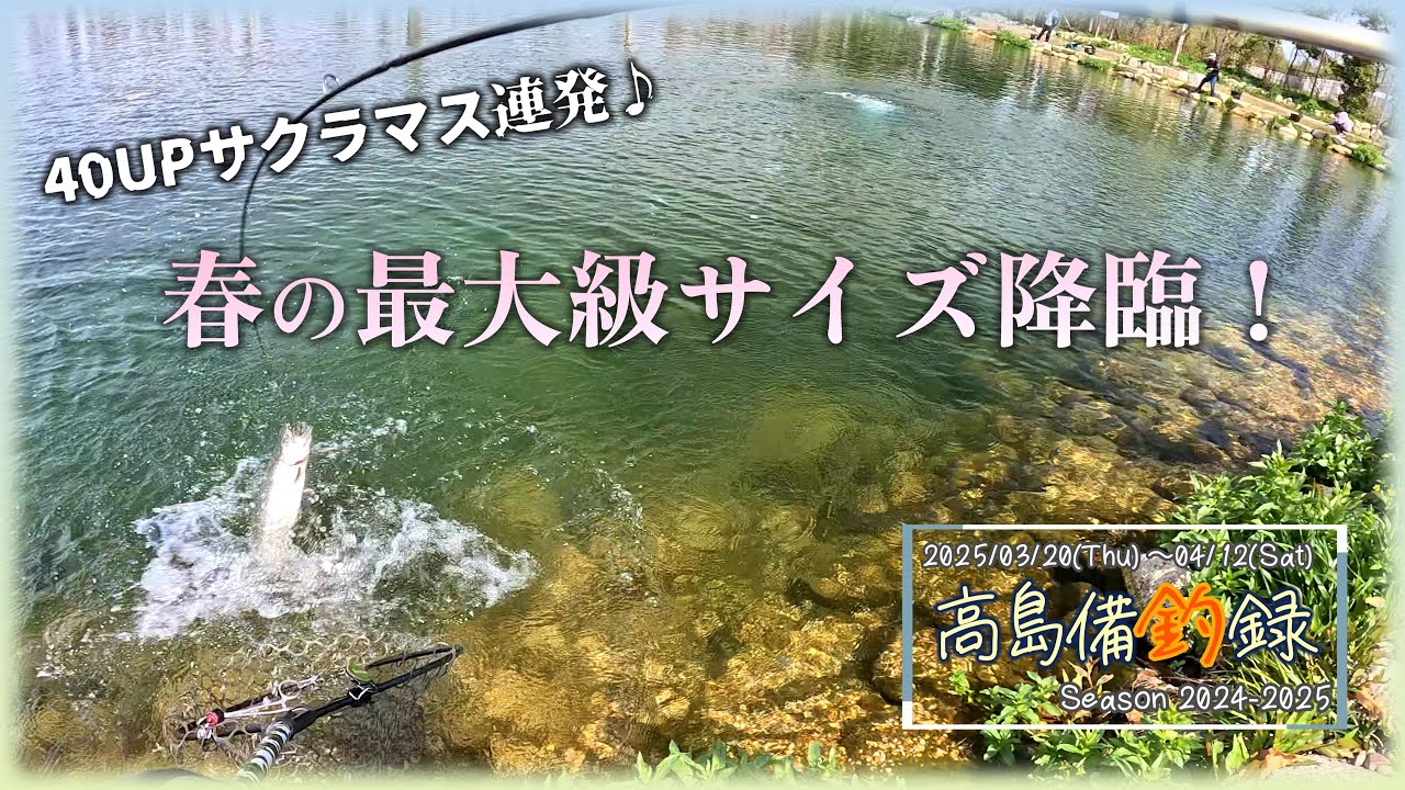 春の最大級サクラマス降臨！  in 高島の泉 【エリアミノーイング】
