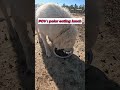 Polar the Farm Dog's Lunchtime POV Adventure #FarmLife #DogLife