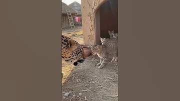 Mother Cat protects her kittens with her life even if its a leopard