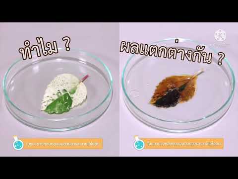 การทดลอง การสร้างอาหารของพืช ป.4