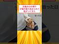台風の日に子猫が転がり込んできた #2ch動物スレ #猫動画 #保護猫 #猫のいる暮らし