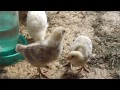 Как цыплята растут от 2 х дней до 2 х месяцев