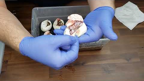 Cutting Clutch #5 of 