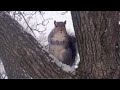 I met a friendly squirrel during a snow storm