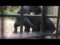 マレーグマの交尾