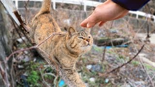 漁港に野良猫がいたので指を出したら寄ってきて膝の上で寛ぎだした