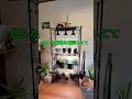 癒しのカフェ『アガベと珈琲の店はなれ』~危険運転の輩を捕まえ~