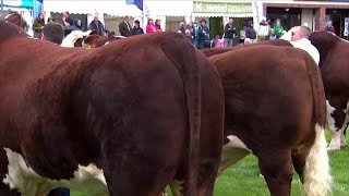 Tarw Hŷn Henffordd | Senior Hereford Bull