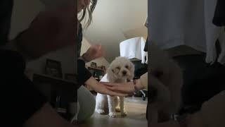 Dog Misinterprets Paw Trend, Sits Instead