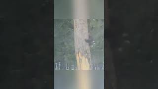 🔥 A pine marten trying to catch a squirrel #shorts #videos #nature