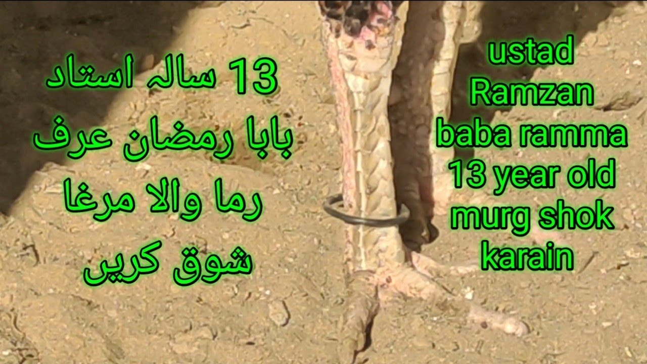 Ustad Razman ustad Ramzan baba ramma 13 year old murg_nasiraseel555 - YouTube