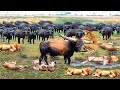 アフリカ水牛が生き残るために野生のライオンを相手に大暴れ！ 🐃⚡️ハンターキングの悲劇的な結末🦁