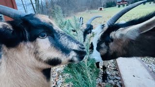 Why Goats are underrated! The Goat Mind