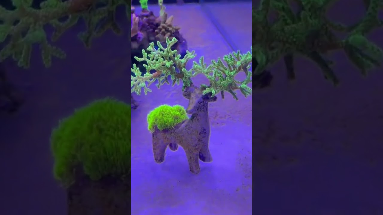 Aquascaping Masterpiece: When Talent Beats Effort 🧠💥😂😂