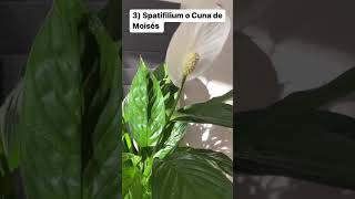 CUIDADO Si Tienes Alguna de Estas PLANTAS En Casa Son Tóxicas ☠️