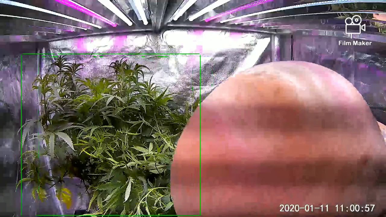 super cropping in active led tent